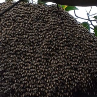 1 lít mật ong rừng Dak Lak