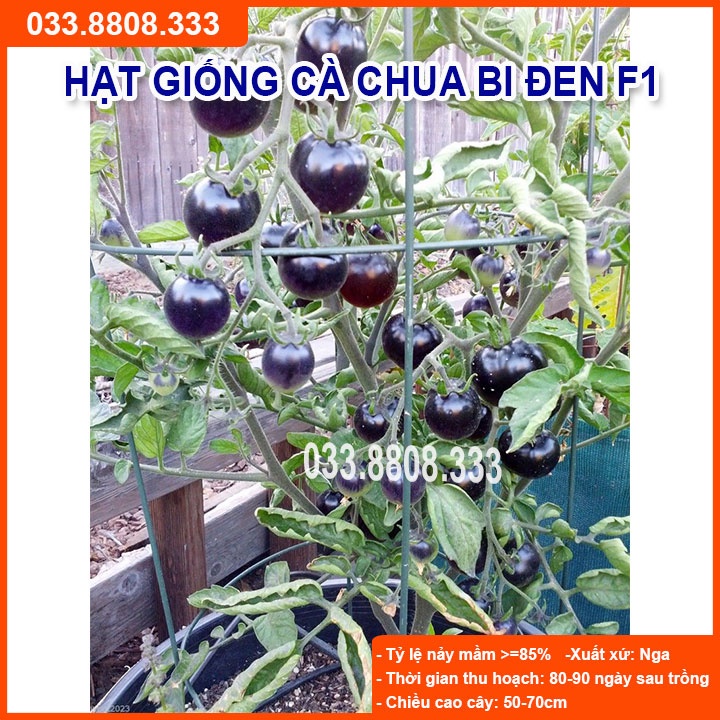 Hạt giống cà chua bi đen - quả to đẹp