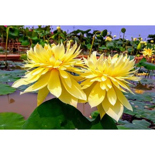 SEN THÁI trồng chậu thuần . ngó giống 26 màu! bao chuẩn màu, bao sống