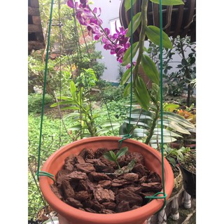 Vỏ thông xay bo cạnh, hàng đẹp, sạch Size 2,5cm (1kg)