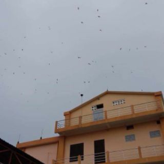 Tổ yến thô loại 1(tổ to, ít lông) + 🎁🎁🎁