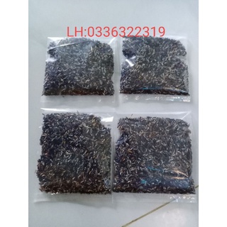 Gói 400 hạt giống đuôi chuột hoa tím, lá nhám