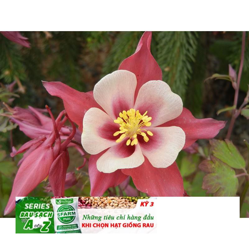 Hạt Giống Hoa Lan Chuông (Bồ Câu) 50 Hạt