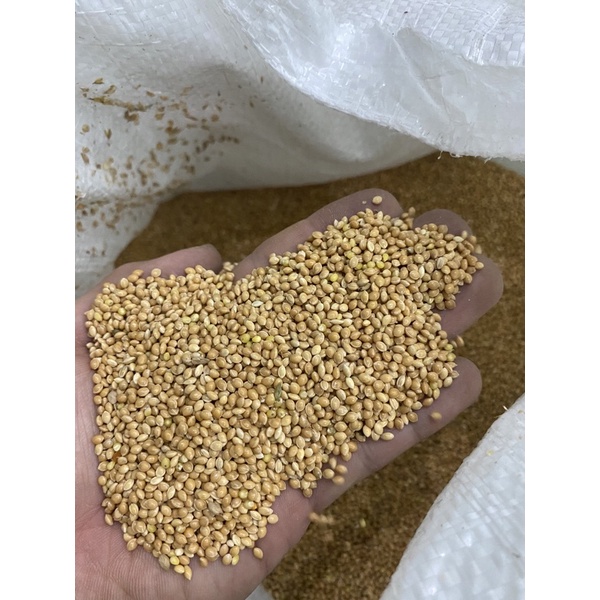 Hạt Kê bóng vàng dành cho chim cảnh, yến phụng ... - Pet Food Store.