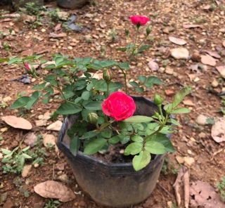 Hồng Chùm Son