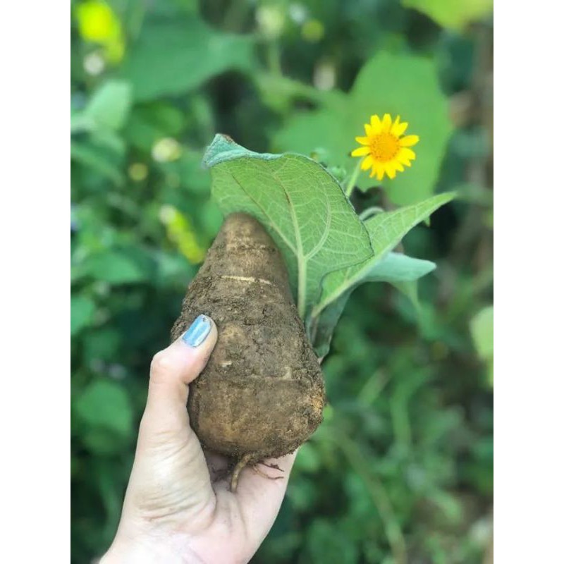 Khoai sâm đất 1kg