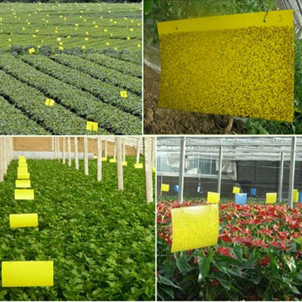 ☆Yarmai Yaa Yacao YOLA YOLA☆ Set 10 / 20 Cuộn Keo Dính Côn Trùng Tiện Dụng