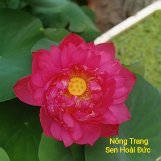 Sen giống đỏ đam mê bất tận