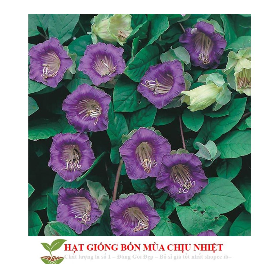 Hạt Giống Chuông leo 5 Hạt/ Gói ĐẾN MÙA TRỒNG TẾT