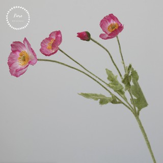 Cành hoa Poppy Trắng