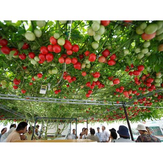 Hạt giống cà chua leo giàn
