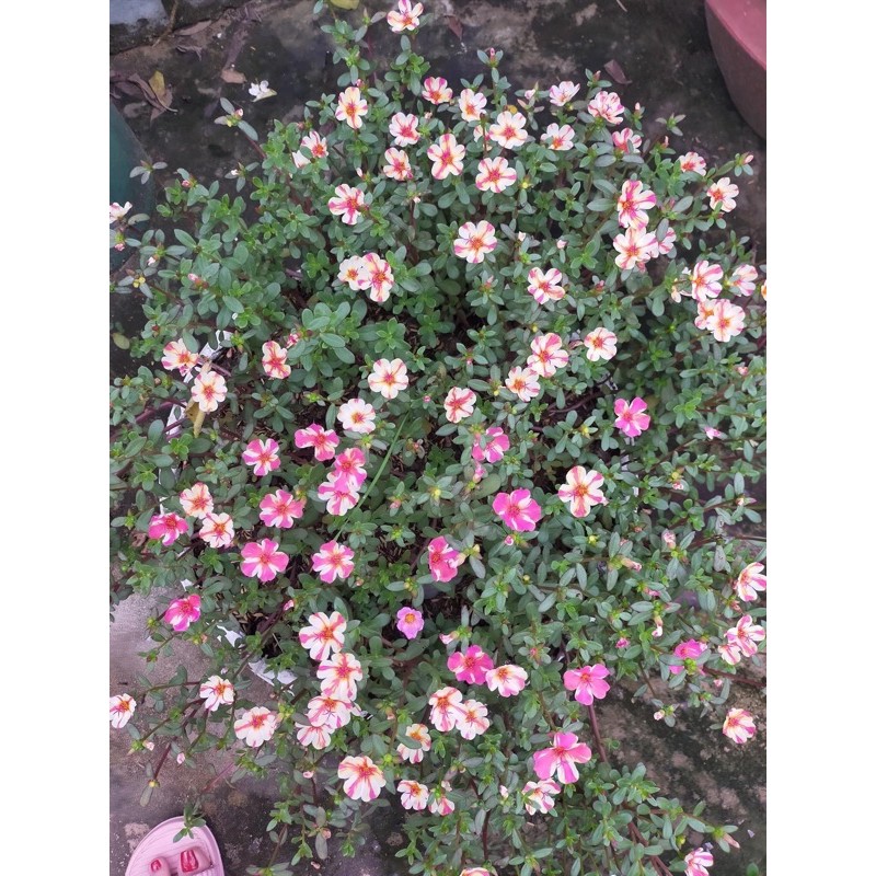 Hoa SAM THÁI ĐƠN cánh mix màu