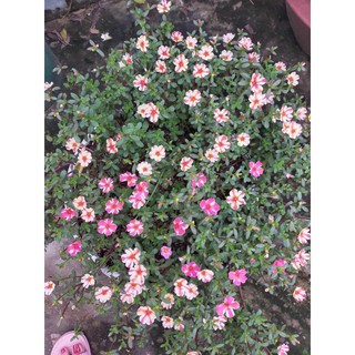 Hoa SAM THÁI ĐƠN cánh mix màu