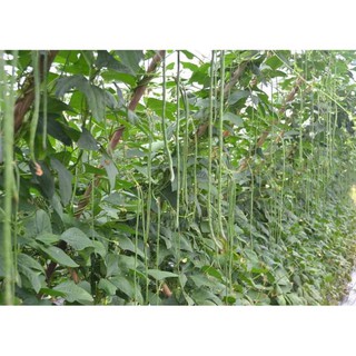 Hạt giống đậu đũa - gói 20 gram