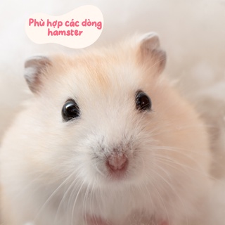 Đồ ăn cho hamster, HẠT HƯỚNG DƯƠNG