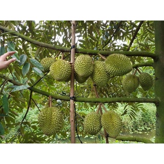 Cây giống sầu riêng ri6