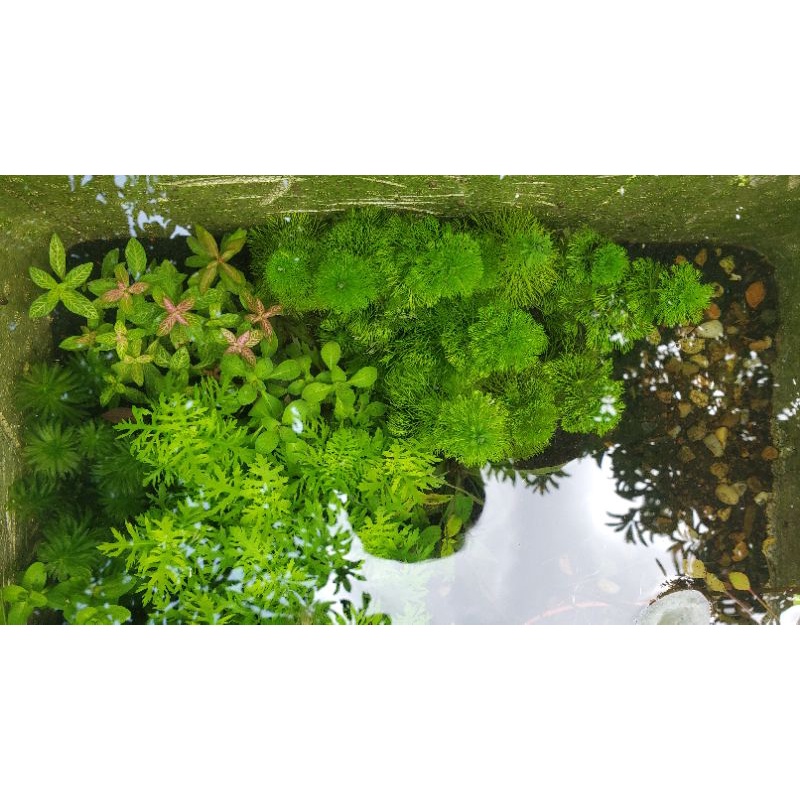 Xỉ than tổ ong lọc nước hồ cá