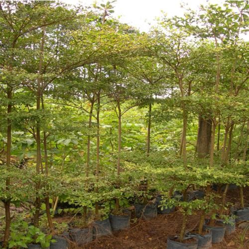 Combo 5 cây giống bàng Đài Loan