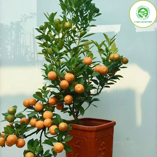Cây quất cảnh mini cao 40 cm quả xanh chín (ảnh thật số 2 lô mới về chơi tết )