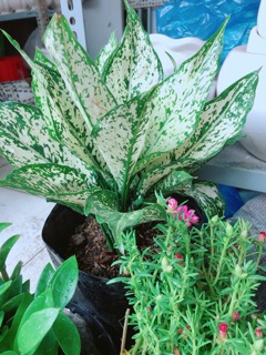 Ngọc ngân size lớn
