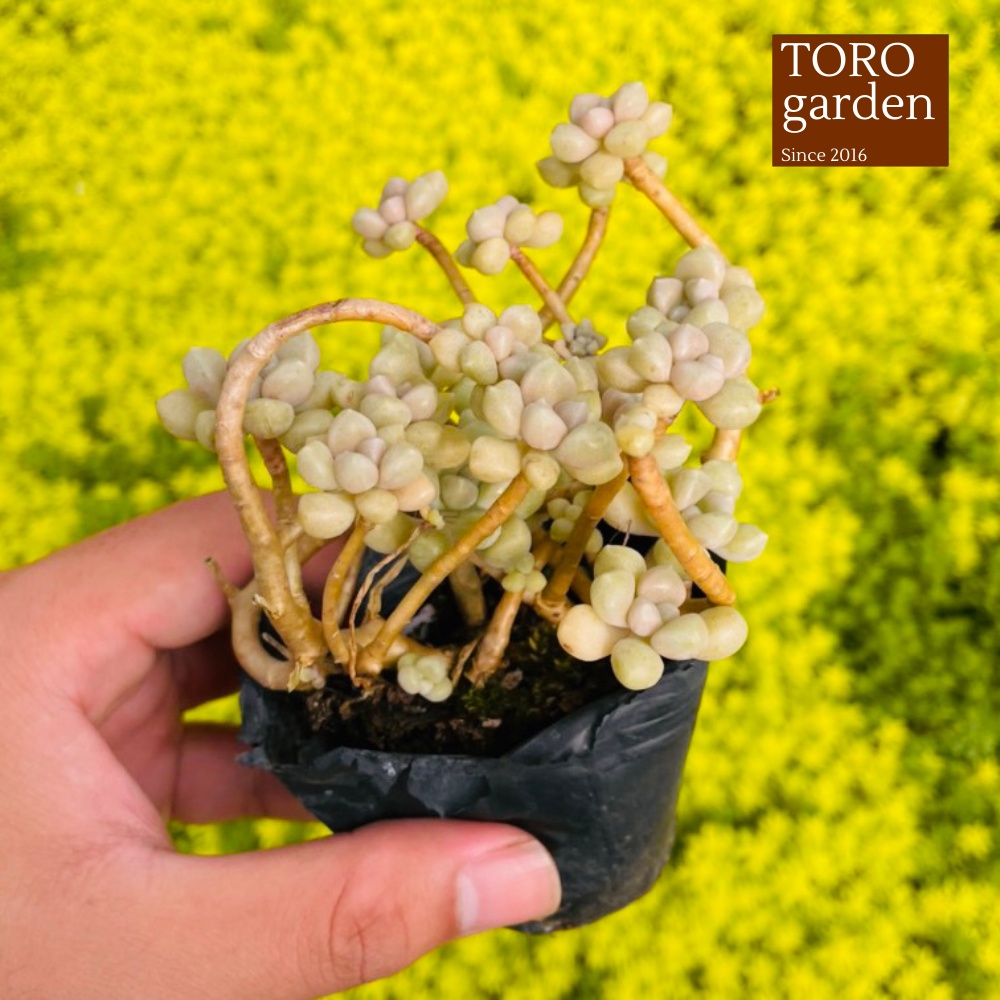 Sen đá kim tuyến cổ thụ Đà Lạt size bé cây cảnh trang trí nhà cửa Toro garden