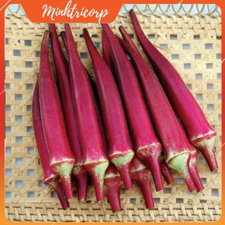 Hũ 10 Hạt Đậu Bắp Đỏ Giống Mỹ - chịu nhiệt tốt, tỷ lệ nảy mầm cao - nhiều dinh dưỡng