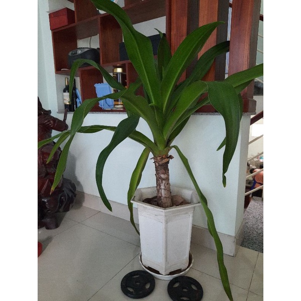Lá cây náng hoa trắng tươi-gói 1kg