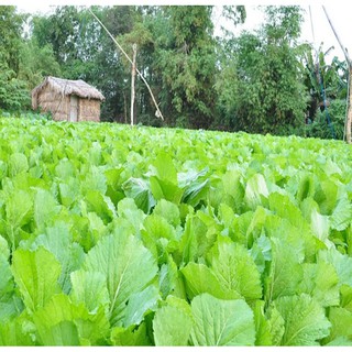 Hạt giống Cải bẹ muối dưa - Rau củ quả trồng tại vườn, sân thượng, nông trang, ban công