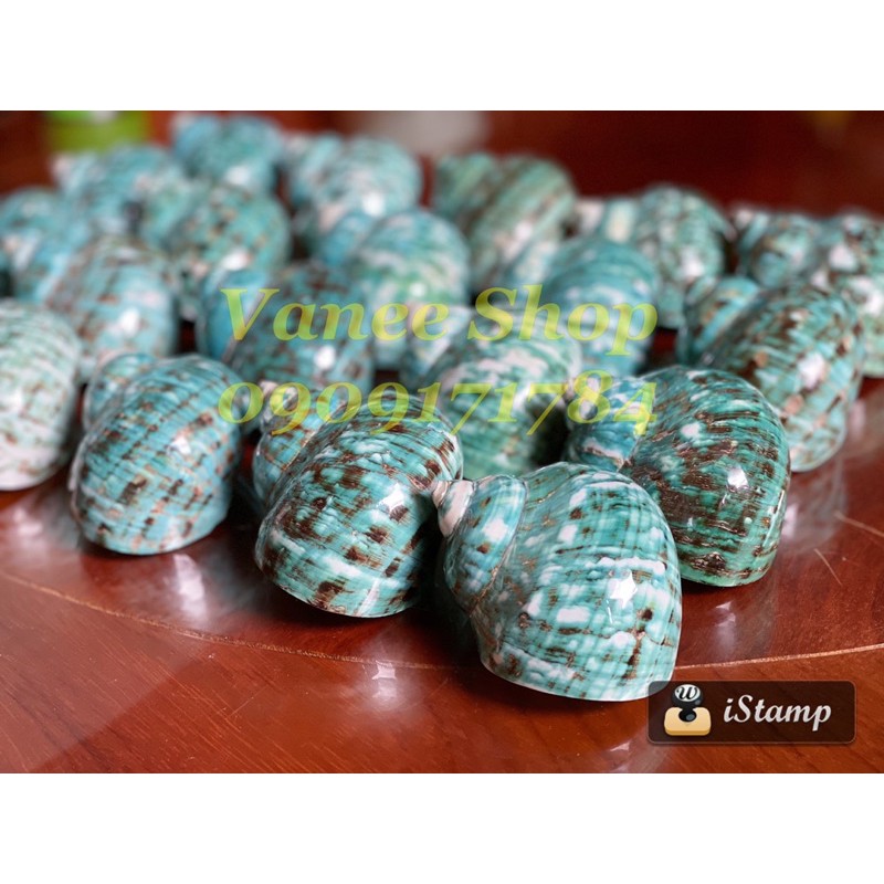 Vỏ ốc xà cừ xanh