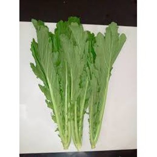 HẠT GIỐNG CẢI MÈO GÓI 20 GRAM