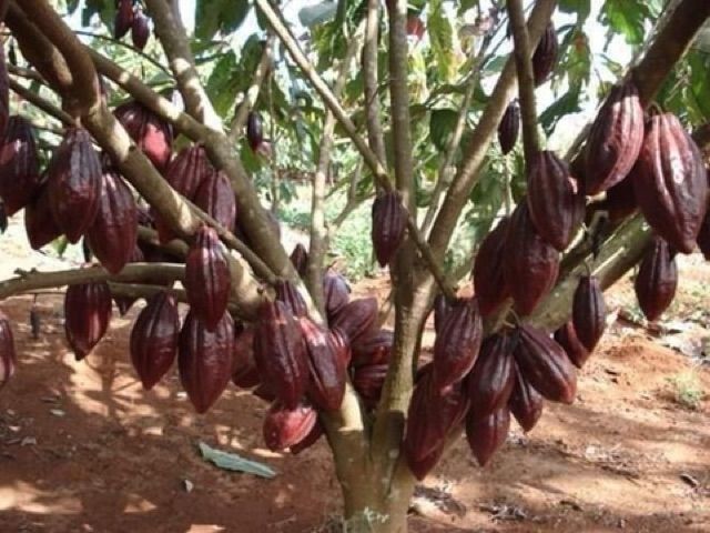 Bột Cacao Daklak hàng chuẩn công ty nguyên chất thơm ngon hộp 500g