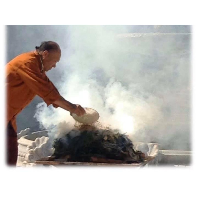 Bột bách tùng xù Tây Tạng