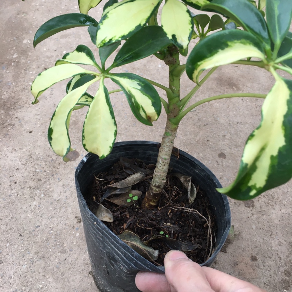 Cây NGŨ GIA BÌ Cẩm Thạch Tán Xum,Dễ Chăm Sóc Chiều Cao Cây 40cm