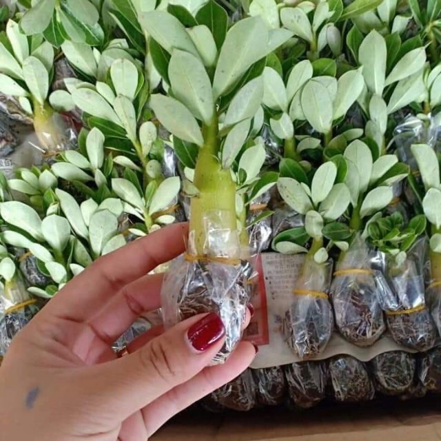 Cây sứ Thái đơn