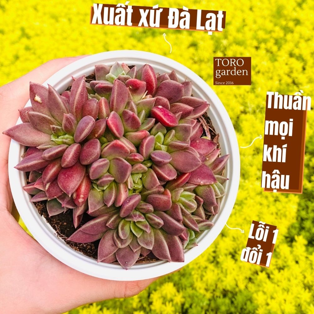 Sen đá mặt trăng Đà Lạt size trung bình cây cảnh trang trí nhà cửa Toro garden