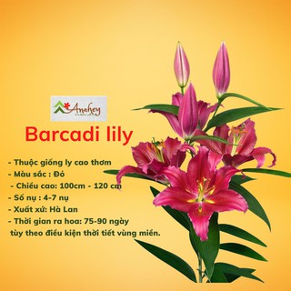 [HÀNG LOẠI1]sét 20 củ lily THƠM ĐỎ hà lan đã sử lý nấm tặng 2 củ