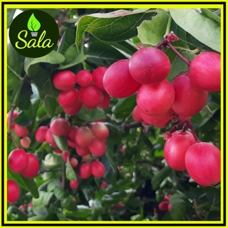 CÂY SIRO NHỎ, CÂY ĐẸP, KHỎE, CÂY KIỂNG LÀM CỔNG RÀO, QUẢ LÀM MỨT, NƯỚC ÉP SI RÔ, DƯA, CÂY SI RO