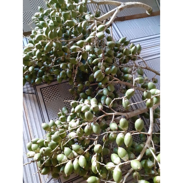 Trái cau cảnh 2 kg tươi