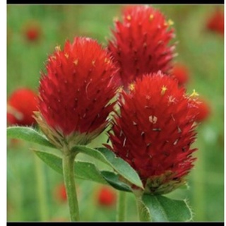 hạt giống cúc nút áo đỏ / tím 50Hạt