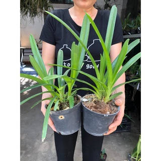 Hoa lan kiếm xanh huế