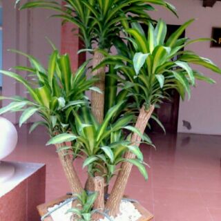 Cây thiết mộc lan sọc vàng.hình 2,3,4,5 kích thước ghi ở phần mô tả