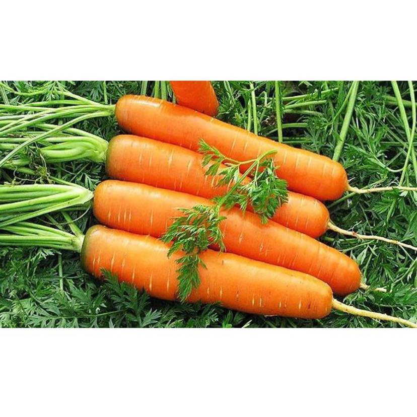GÓI 10 GRAM HẠT GIỐNG CÀ RỐT KURADO CAO SẢN