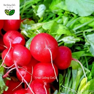Hạt Giống Củ Cải Đỏ Cherry Gói 1Gr