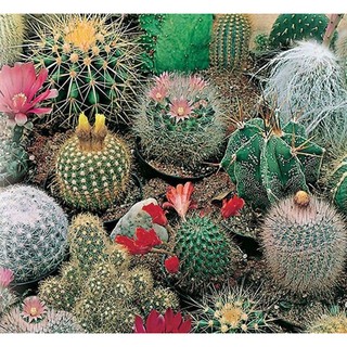 Hạt giống hoa Xương rồng