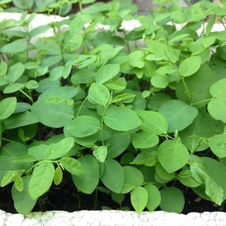 Hạt giống rau bồ ngót kns1154 - gói 1gram