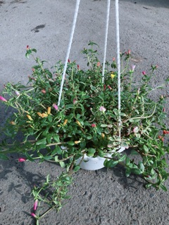 Chậu Hoa Mười Giờ Sam