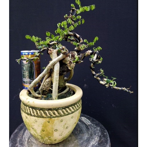 NDTQQC - 1kg nhôm đen Trung Quốc mềm dẻo chuyên quấn uốn cây bonsai, cây cảnh có nhiều size