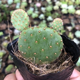sương rồng mickey mini