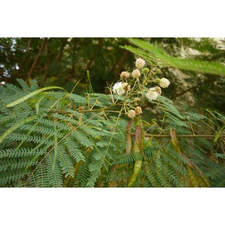 HẠT GIỐNG KEO DẬU (500g) - Thức Ăn Chăn Nuôi - Hạt Giống Cỏ Chăn Nuôi - Cỏ Chăn Nuôi Trâu,Bò,Dê...