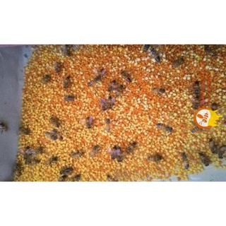 Phấn hoa mật ong rừng nguyên chất (1kg)